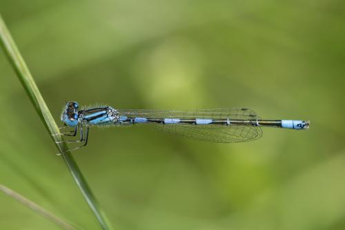 Réf. 257 325 : Coenagrion caerulescens
